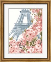 Framed Paris Cherry Blossoms II