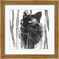 Framed Still Cat I