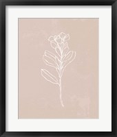Blush Bloom I Framed Print