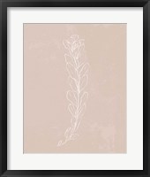 Blush Bloom II Framed Print