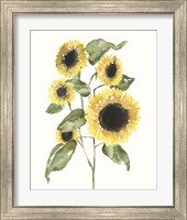 Framed 'Sunflower Composition I' border=