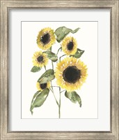 Framed 'Sunflower Composition I' border=