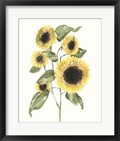 Sunflower Composition I Framed Print
