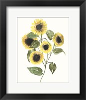 Framed Sunflower Composition II