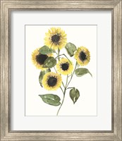 Framed 'Sunflower Composition II' border=
