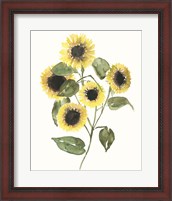 Framed Sunflower Composition II