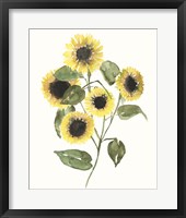 Sunflower Composition II Framed Print