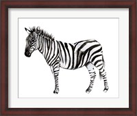 Framed Standing Zebra II