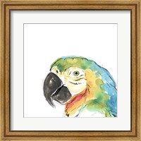 Framed Tropical Bird Portrait I