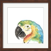 Framed 'Tropical Bird Portrait I' border=