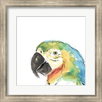 Framed Tropical Bird Portrait I