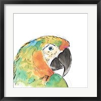 Framed Tropical Bird Portrait IV