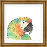 Framed 'Tropical Bird Portrait IV' border=
