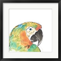 Framed Tropical Bird Portrait IV