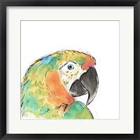 Framed 'Tropical Bird Portrait IV' border=
