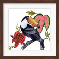 Framed Toco Toucan I