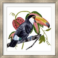 Framed Toco Toucan II