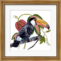 Framed Toco Toucan II