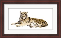 Framed Watercolor Tiger I