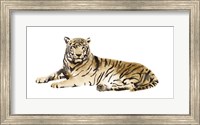 Framed Watercolor Tiger I