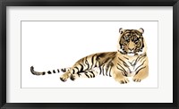 Framed Watercolor Tiger II