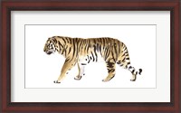 Framed Watercolor Tiger III