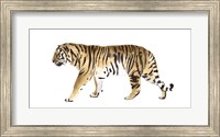 Framed Watercolor Tiger III