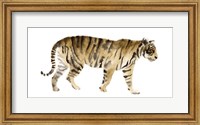 Framed Watercolor Tiger IV