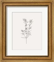 Framed Wild Foliage Sketch I