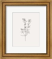 Framed 'Wild Foliage Sketch I' border=