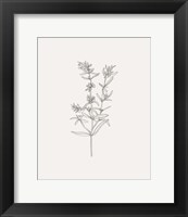 Framed 'Wild Foliage Sketch I' border=