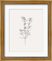 Framed Wild Foliage Sketch I