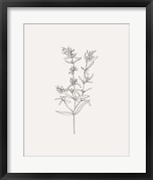 Wild Foliage Sketch I Framed Print