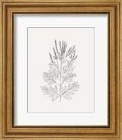 Framed Wild Foliage Sketch II