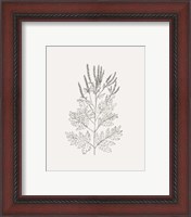Framed 'Wild Foliage Sketch II' border=