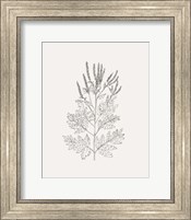 Framed Wild Foliage Sketch II