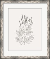 Framed 'Wild Foliage Sketch II' border=