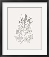 Framed Wild Foliage Sketch II