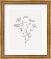 Framed Wild Foliage Sketch III