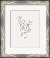 Framed Wild Foliage Sketch IV