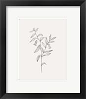 Framed 'Wild Foliage Sketch IV' border=