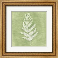 Framed Forest Ferns II