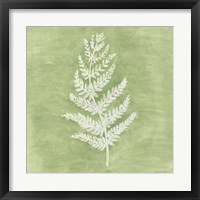 Framed 'Forest Ferns II' border=