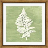 Framed Forest Ferns IV