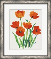 Framed 'Red Tulips in Bloom I' border=