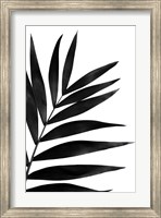 Framed Black Palms I