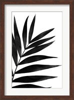 Framed Black Palms I