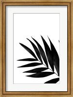 Framed Black Palms II