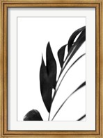 Framed Black Palms III