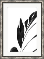 Framed Black Palms III